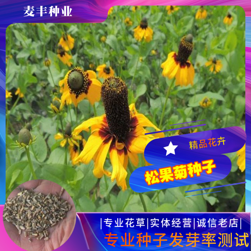 南京松果菊种子 紫锥花紫锥菊紫松果菊四季易种种子 庭院阳台景观