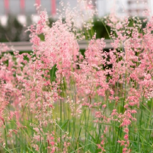 青州市优质坡地毛冠草 糖蜜草 大草原 基地直发 夏日花海用苗