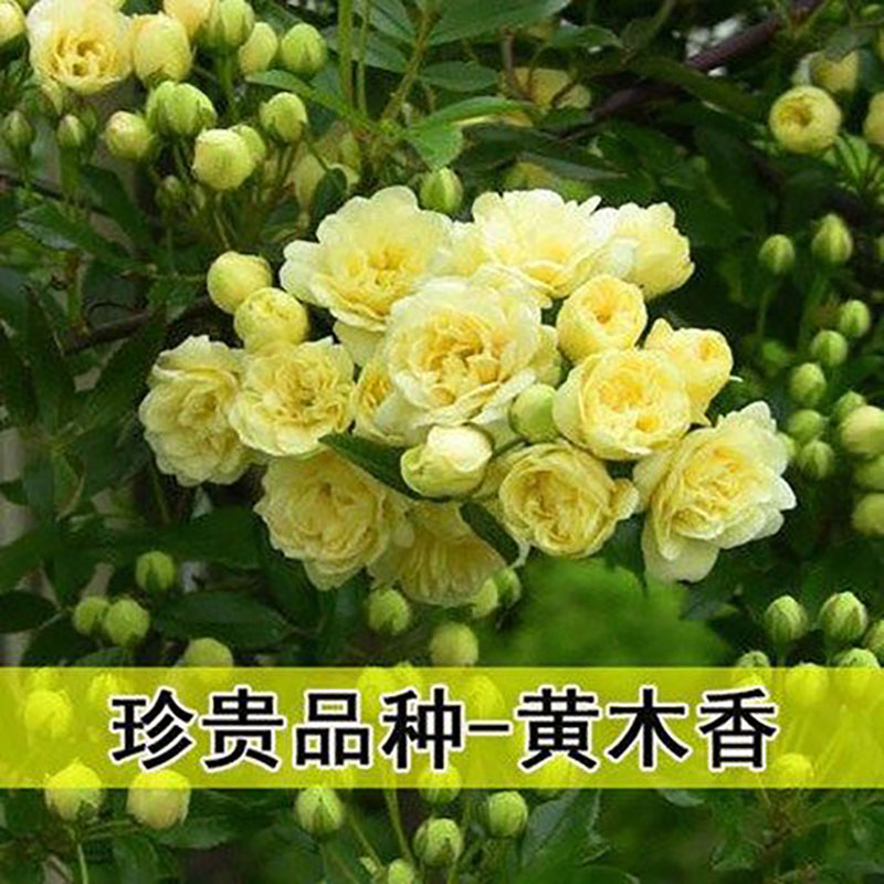 藤本月季  爬藤月季木香花 棒棒糖月季红木香黄木香爬藤超香