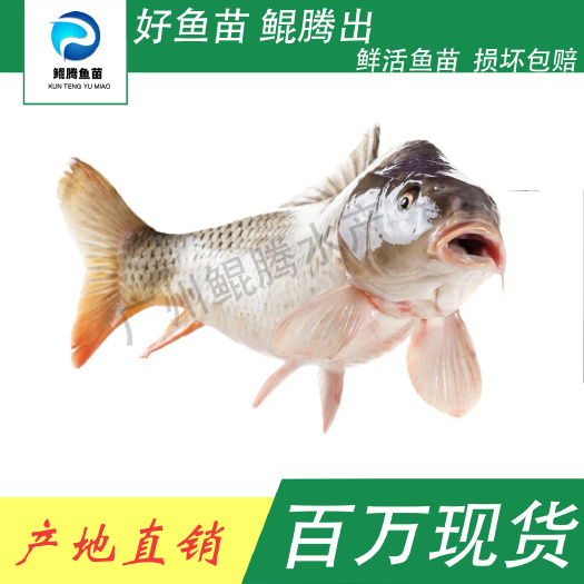 广州禾花鲤鱼苗 鲤鱼苗 鲲腾鱼苗 好鱼苗鲲腾出 产地直销百万现货