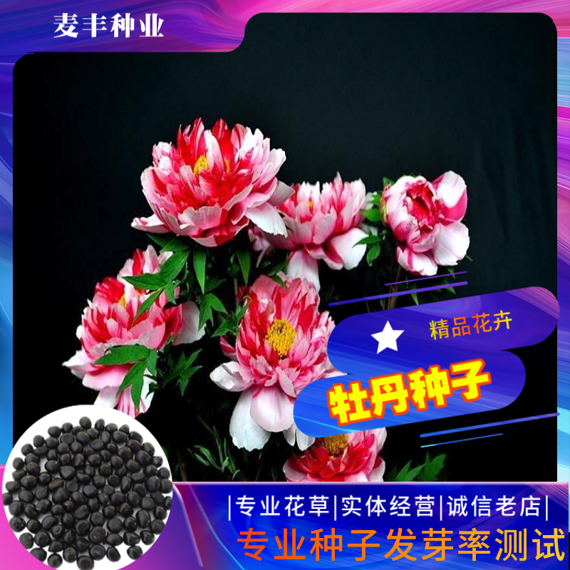 南京牡丹种子 属姑种子木芍药种子富贵花种子洛阳花种子四季易种