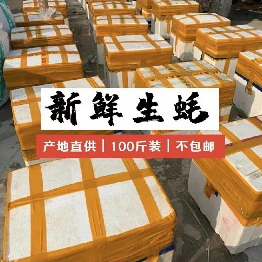 诏安县净化蚝 一元一个二倍体牡蛎生蚝 鲜活带壳 烧烤生蚝地摊生蚝