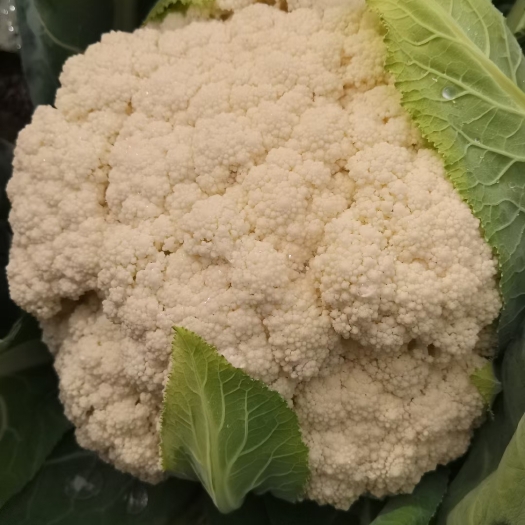 通许县温州花菜，