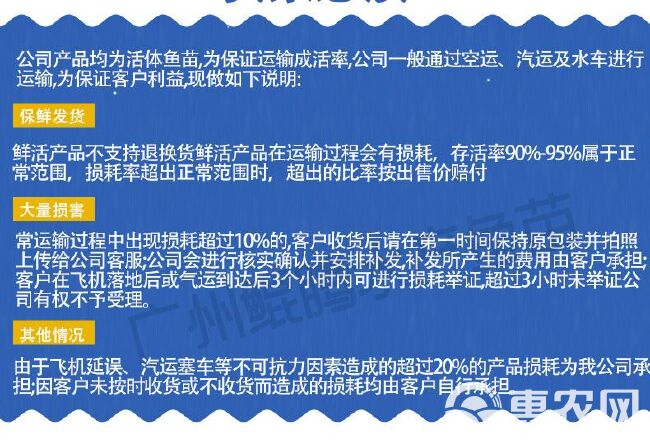 黄金泥鳅 泥鳅苗 鲲腾鱼苗 好鱼苗鲲腾出 产地直销百万现货