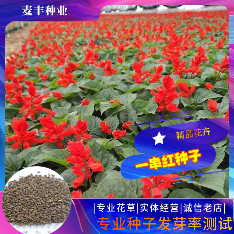 南京一串红种子 西洋红象牙红四季易种种子 庭院阳台种子景观花海