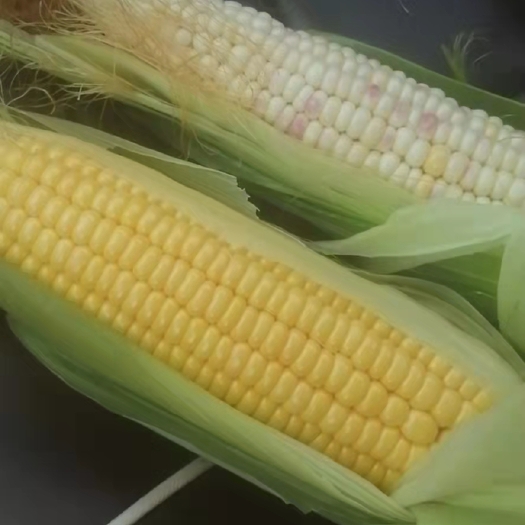 横州市广西横县大量供应甜玉米产地一手货源需要的，可以长期合作