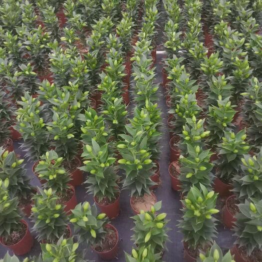 广州百合花 香水百合网红绿植盆栽基地直销精品绿植盆栽基地直销鲜花