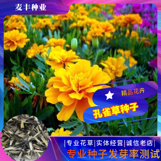 南京孔雀草种子 小万寿菊种子红黄草种子臭菊花种子四季易种景观花海