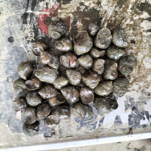 天门市石螺，规格1，4至1，6