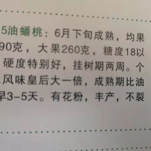 遵化市桃树苗 蟠桃苗