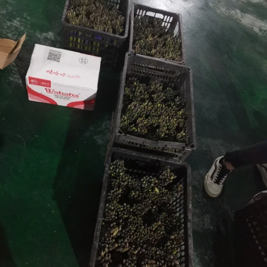 鄂伦春旗绿芦笋 贵州省黔南布依族苗族自治州都匀市 20~30cm 