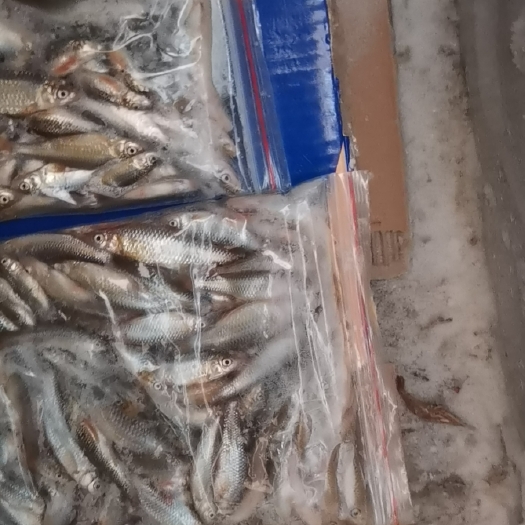 阜新县花骨鱼 杂鱼