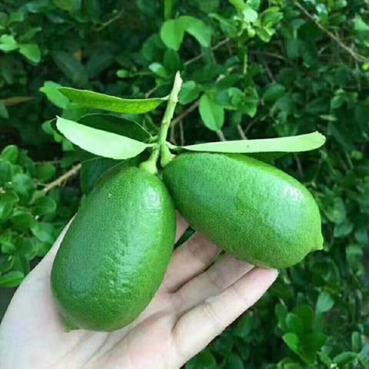广州 香水柠檬