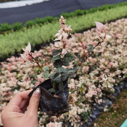 漳州花叶络石25-50漳州基地直销