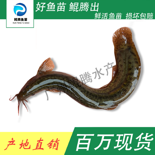 广州花泥鳅 泥鳅苗 鲲腾鱼苗 好鱼苗鲲腾出 产地直销百万现货