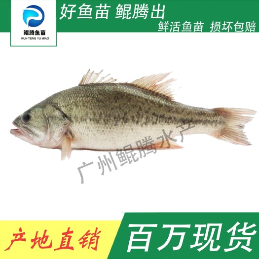 广州加州鲈鱼苗 鲲腾鱼苗 好鱼苗鲲腾出 产地直销百万现货