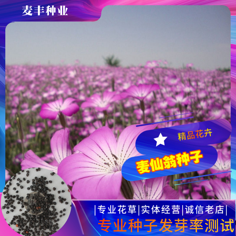 南京麦仙翁种子 麦毒草四季易种庭院阳台种子景观花海 免费开票