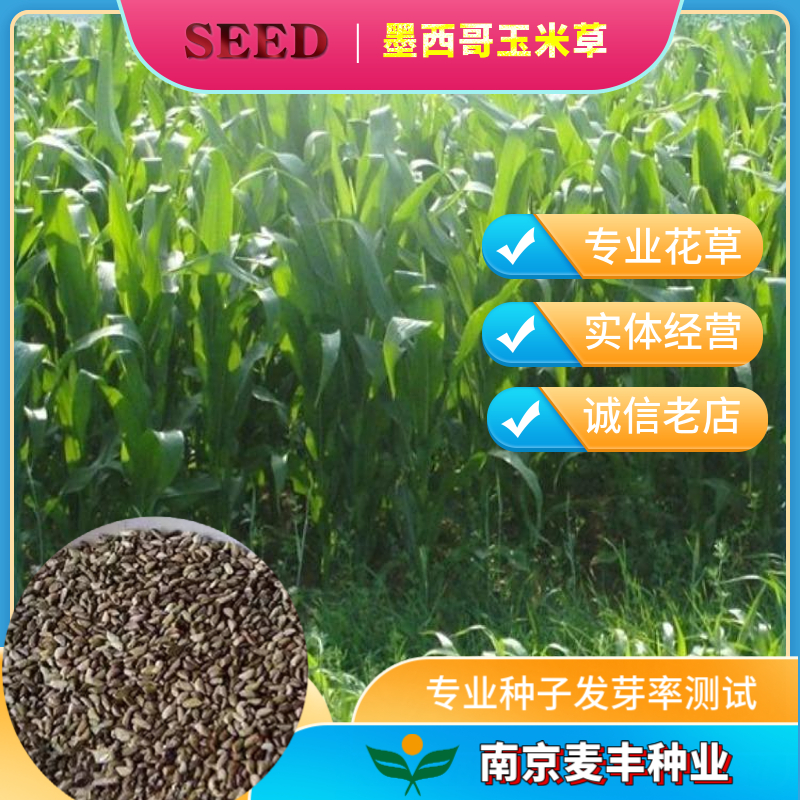 南京墨西哥玉米草种子 高蛋白高产猪兔鸡鸭鹅牛羊牧草 量大优惠
