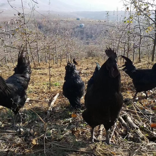 泸州宜宾大种五黑鸡苗，绿壳蛋鸡，青脚麻，快大型黑乌鸡
