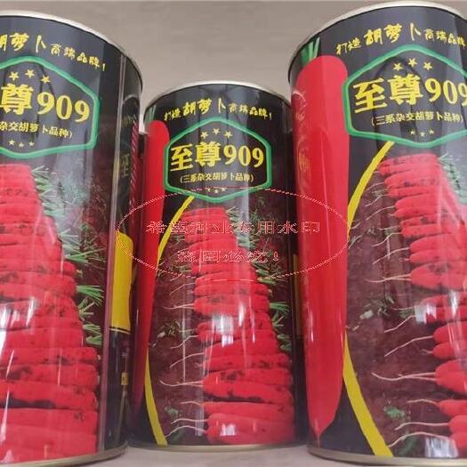 沭阳县三红胡萝卜种子 909七寸胡萝卜种子红笋808 春秋两季