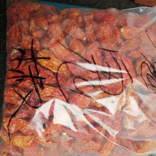 长沙印度干辣椒 魔鬼辣  印度椒