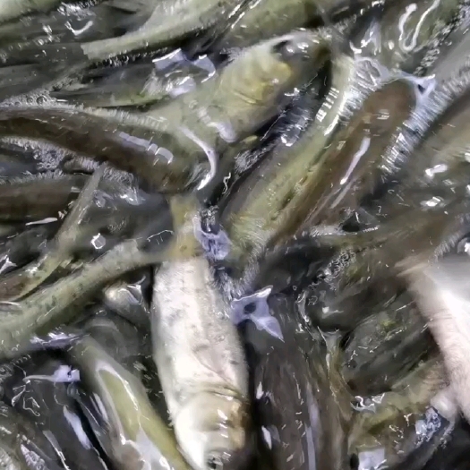 重庆市大量出售花鲢鱼苗
