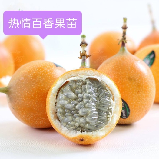 灵山县热情百香果苗新品种 蜜甜好吃的，纯甜口感好