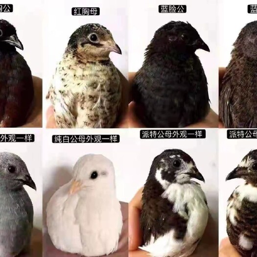 成都芦丁鸡变异种蛋国产商品蛋受精蛋商品蛋批发零售
