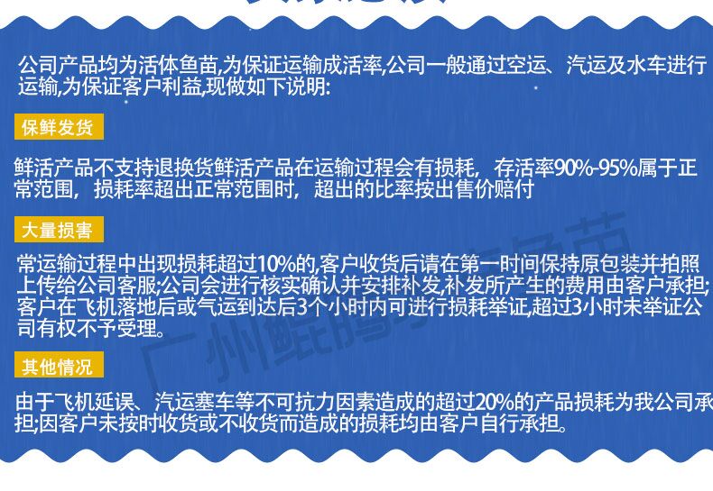 黄金鲫鱼苗 鲫鱼苗 鲲腾鱼苗 好鱼苗鲲腾出 产地直销百万现货