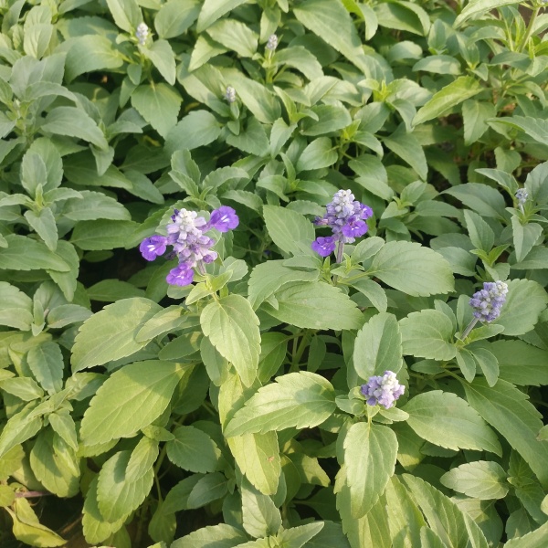 草花鼠尾草批发 蓝花鼠尾草供应 绿化租摆蓝花鼠尾草杯苗