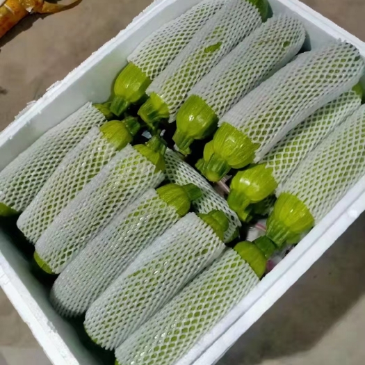 莘县西葫芦