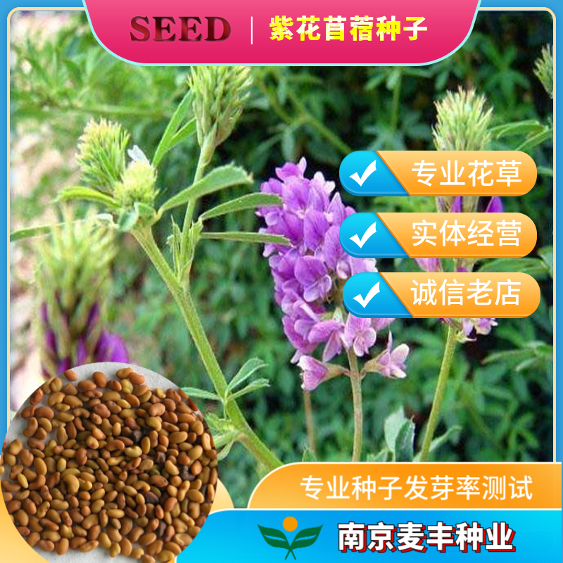 南京紫花苜蓿種子 高蛋白高產苜蓿牧草種子 豬兔雞鴨鵝牛羊牧草