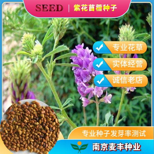 南京紫花苜蓿种子 高蛋白高产苜蓿牧草种子 猪兔鸡鸭鹅牛羊牧草