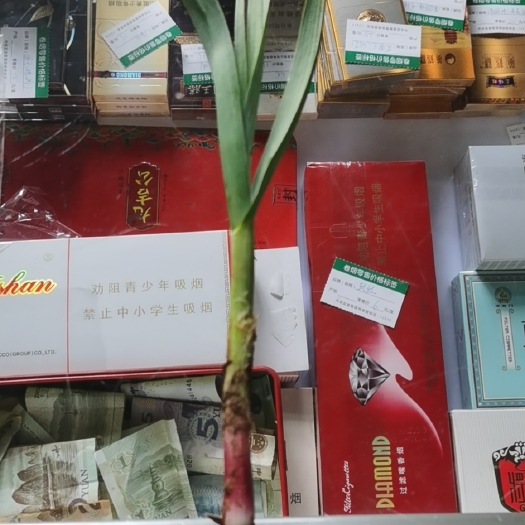 秦皇岛红根蒜苗 品质好