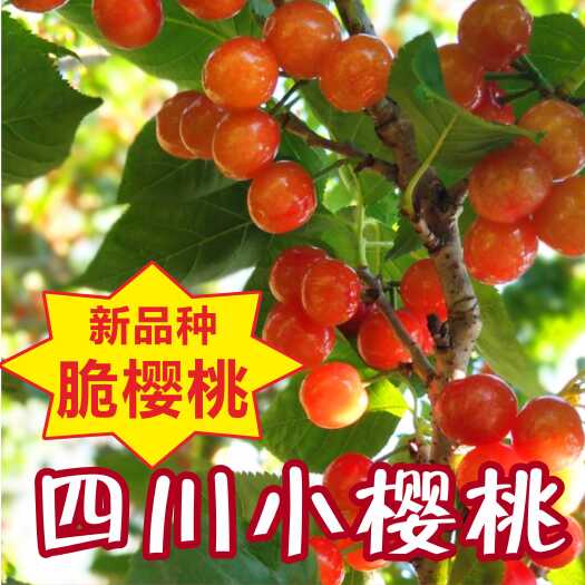 冕宁县四川大凉山小樱桃 脆樱桃  高山土樱桃  产地代办一手货源