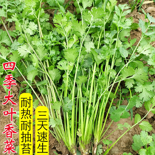 济南香菜种子大叶 耐热速生 芫荽籽 四季调味耐抽苔大田种植