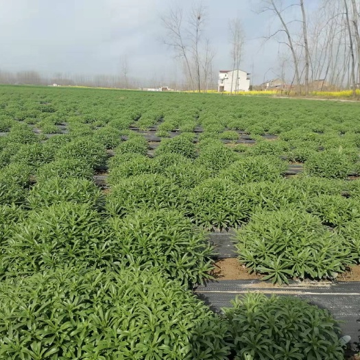 临沂救心菜 景天三七  冬天大量供应