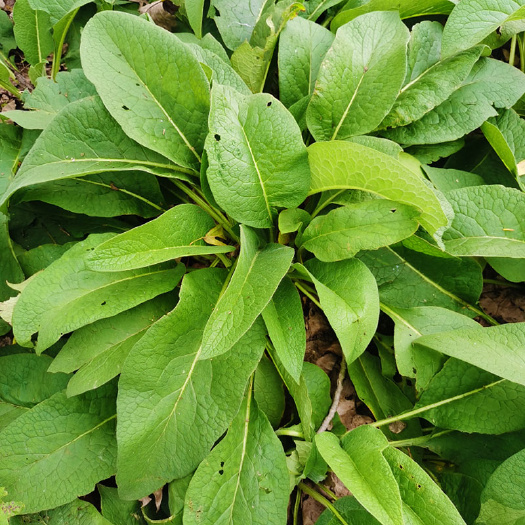 俄罗斯饲料菜种子种根 四季青多年生聚合牧草子籽猪牛羊鸡鸭鹅鱼