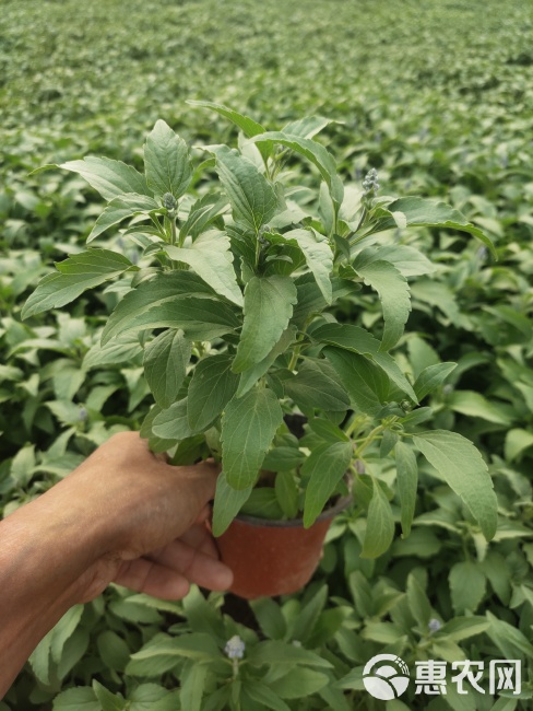 草花鼠尾草批发 蓝花鼠尾草供应 绿化租摆蓝花鼠尾草杯苗