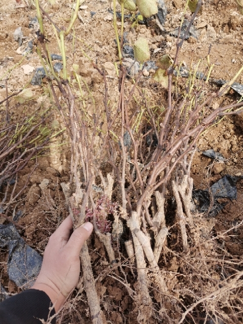 绛县 大量供应葡萄苗，自家种植，品种优良，
