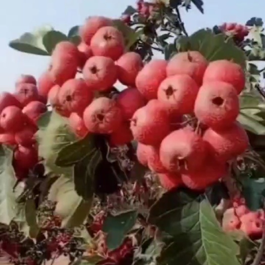 营口磨盘大山楂苗 磨盘大山楂苗