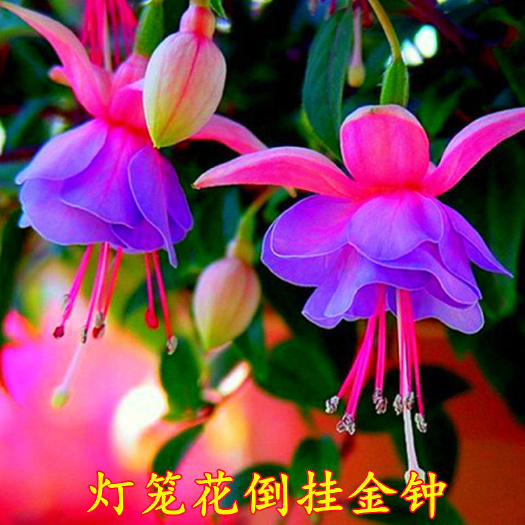 长沙倒挂金钟灯笼花花种子吊钟海棠易种活室内阳台植物盆栽花草种子