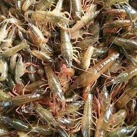 慈溪市小龙虾苗 虾苗供应，常年出售，