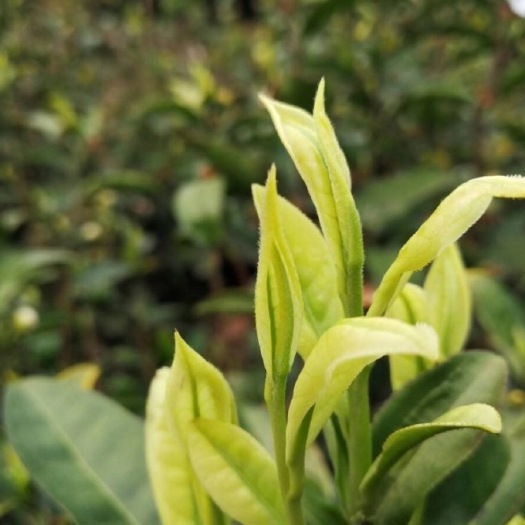 兴仁市贵州兴仁龙角绿茶，高山茶，2022年明前新茶