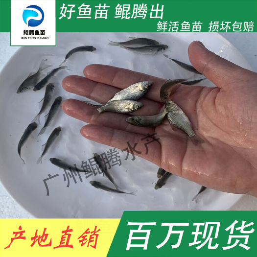 广州黄金鲫鱼苗 鲫鱼苗 鲲腾鱼苗 好鱼苗鲲腾出 产地直销百万现货
