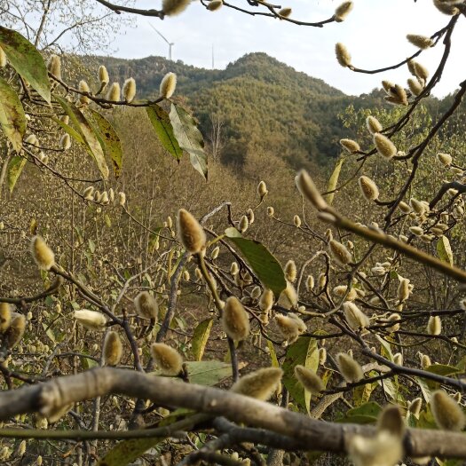 南召县辛夷花 毛桃  药食同源  产地直销  大货批发