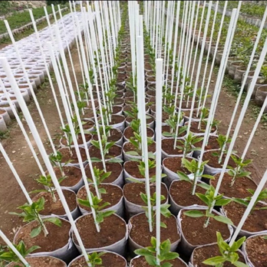 东莞市 农用种植各种玻纤维支撑杆，安装简单节省人工成本，耐腐蚀！