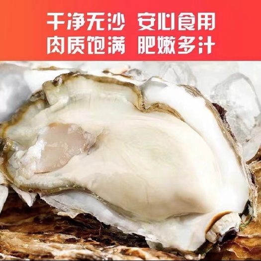 诏安县电白牡蛎 一手货源  烧烤肥蚝 福建诏安发货鲜活带壳生蚝批发零售