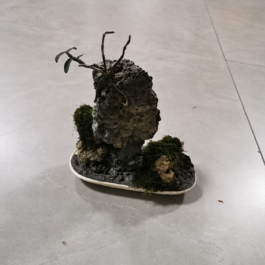 汝城县铁皮石斛盆栽 铁皮石斛微盆景