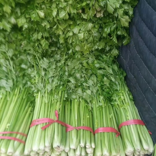 昌邑市 山东优质西芹，基地现割